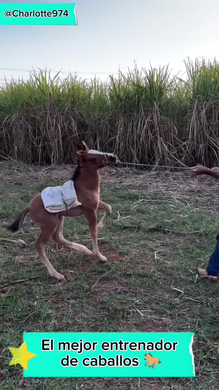 @Charlotte🐕🦺🐈🐕🦬🐐🐎🐄🐒
