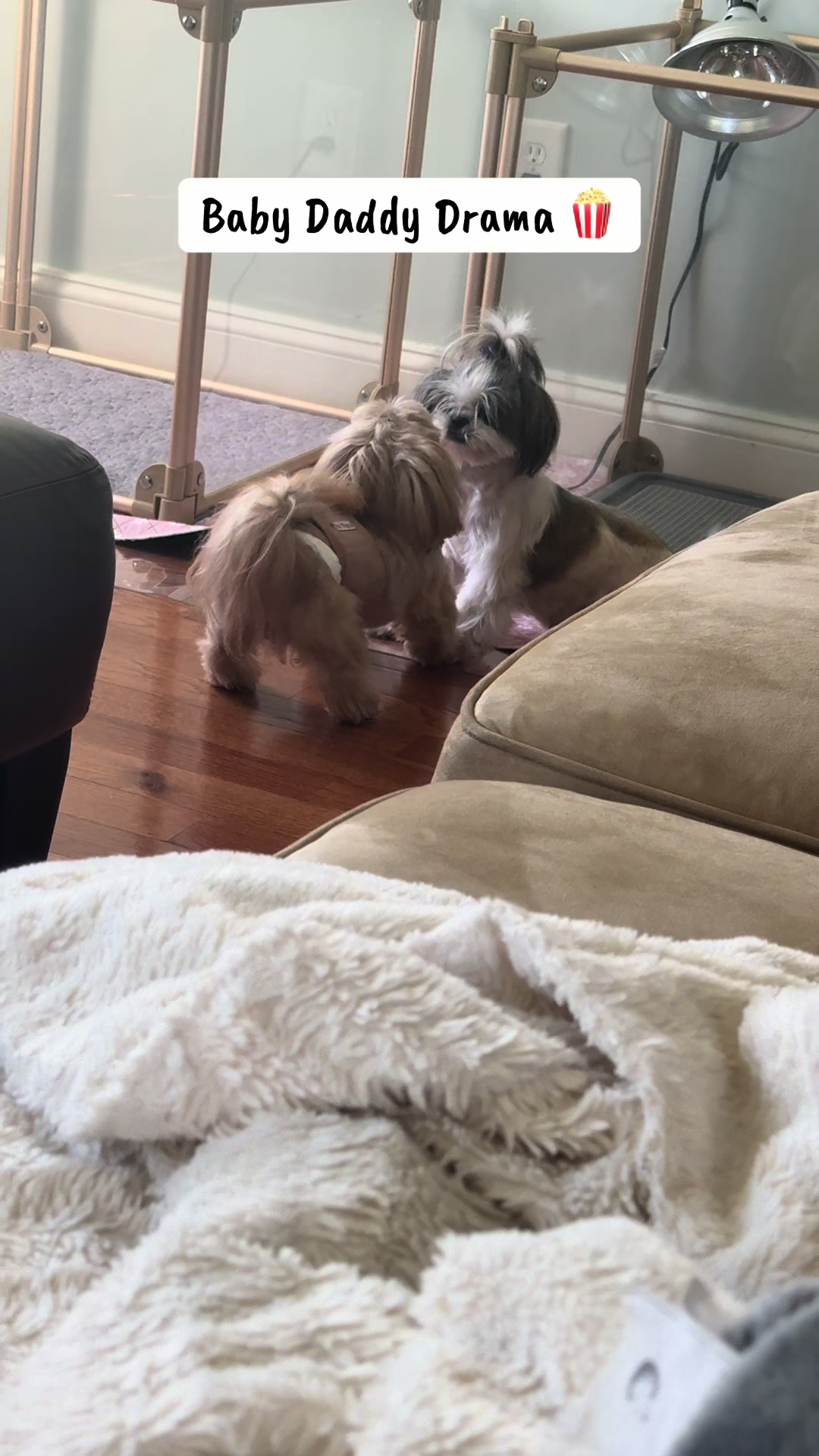 @Shih Tzu Puppies in Maryland
