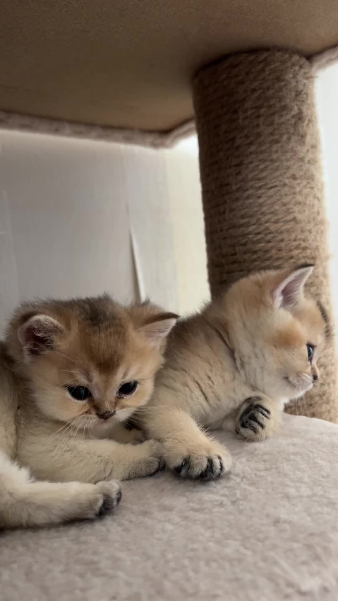 @🐈