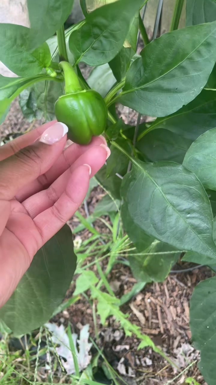 @pickacolor419