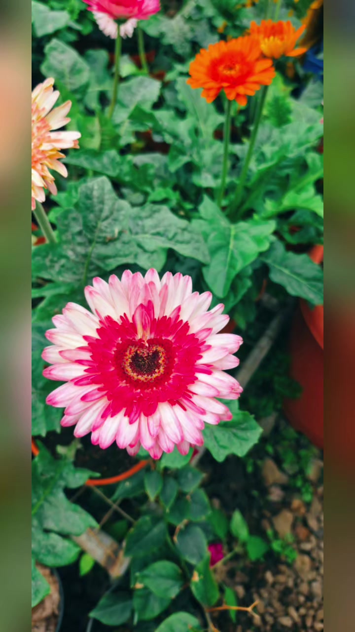 @Mi Flowers❤️