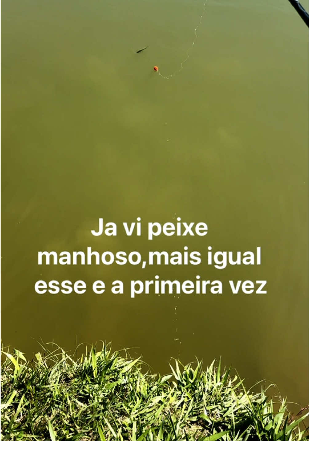 @thiagobombom