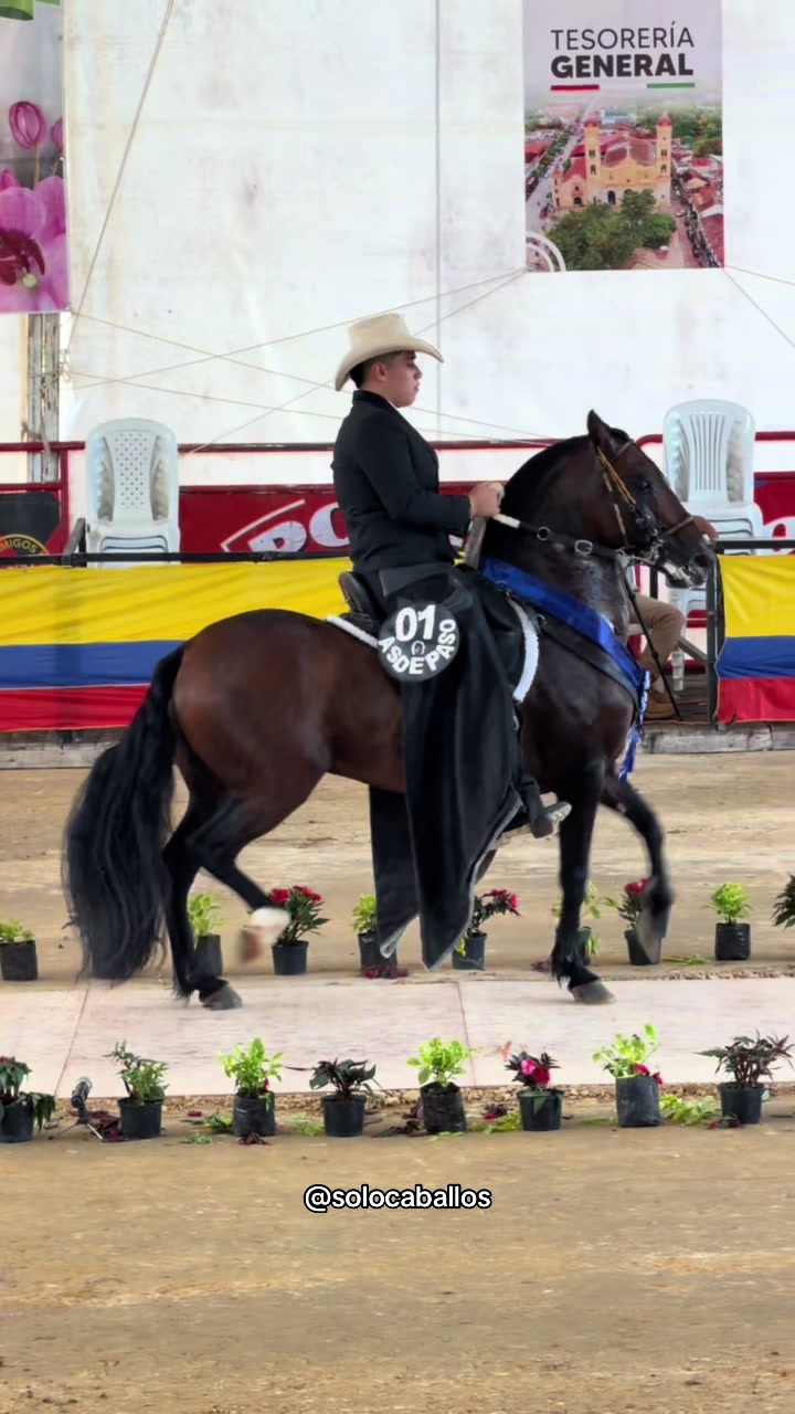 @Solo Caballos