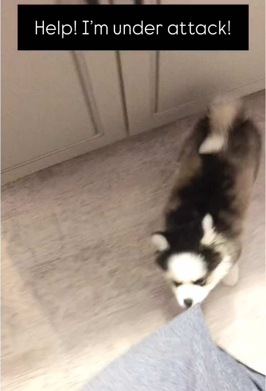 @Ontario Pomsky Puppies