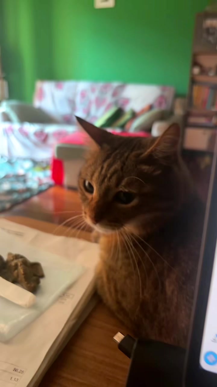 @Life with Kokoro the cat