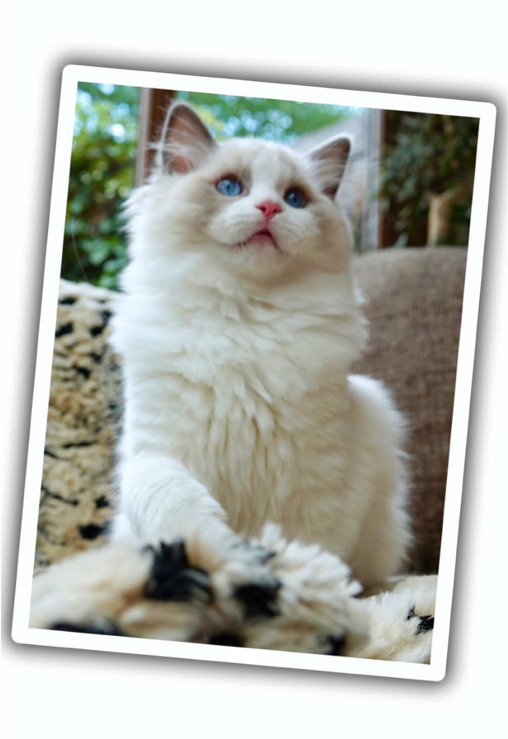 @My Epic Ragdoll