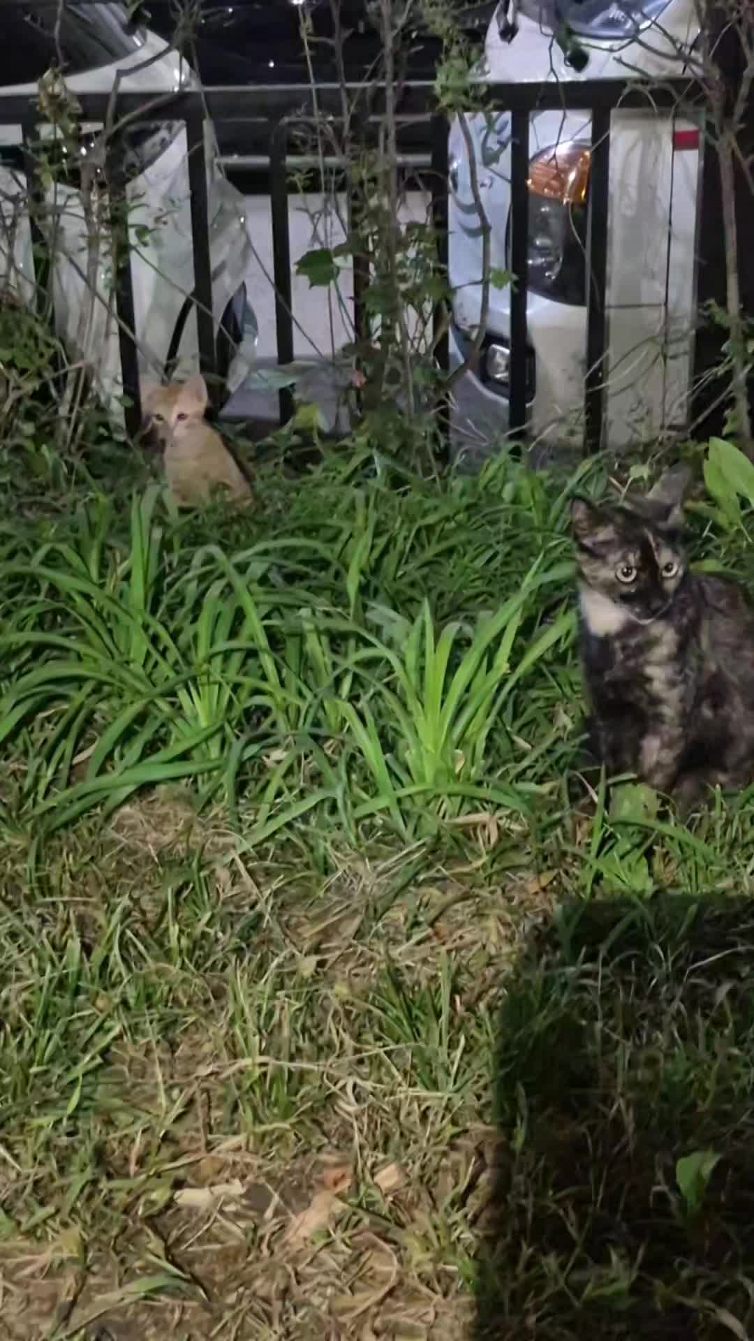 @고양이 형아