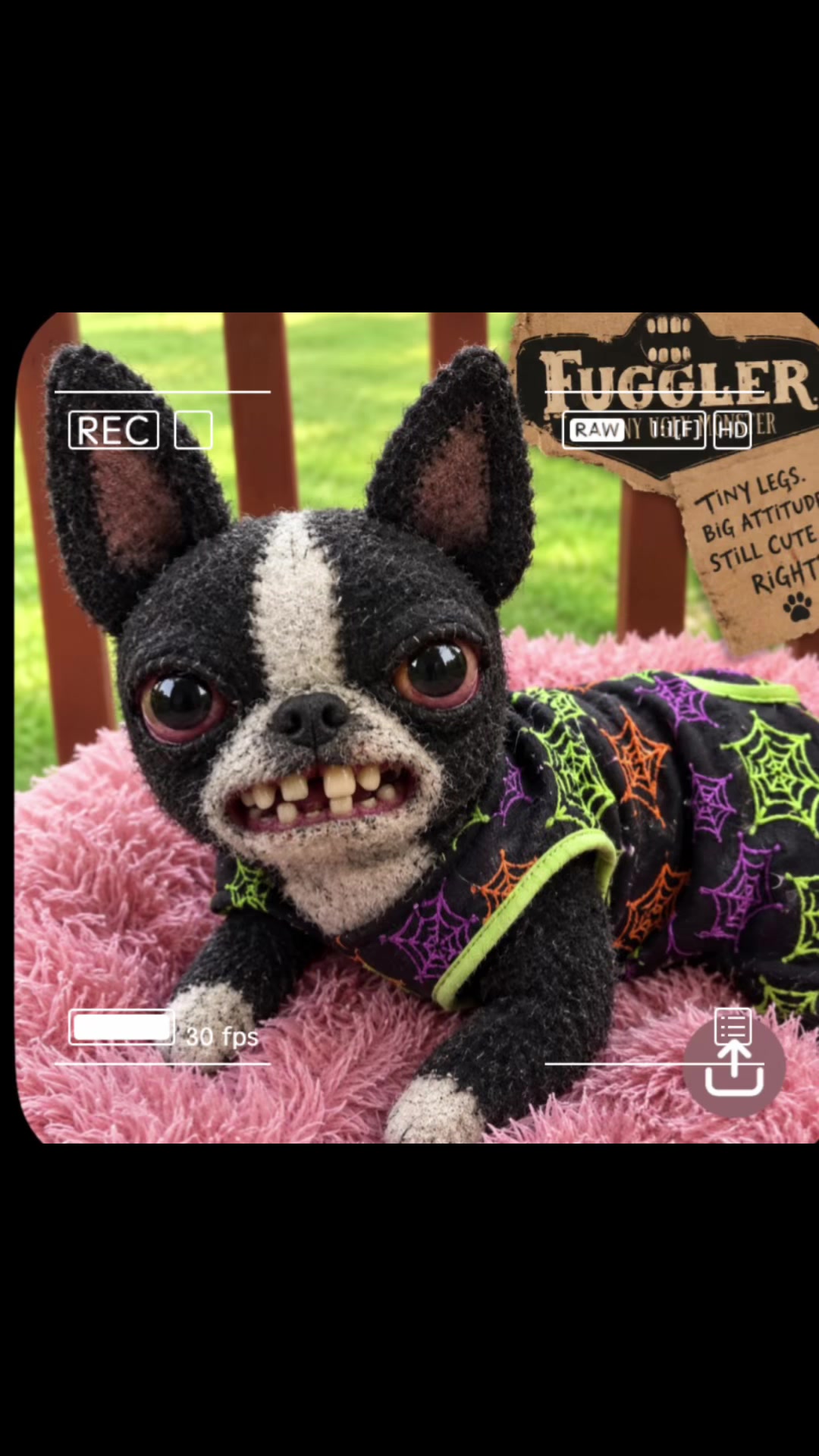 @bostonterrier7