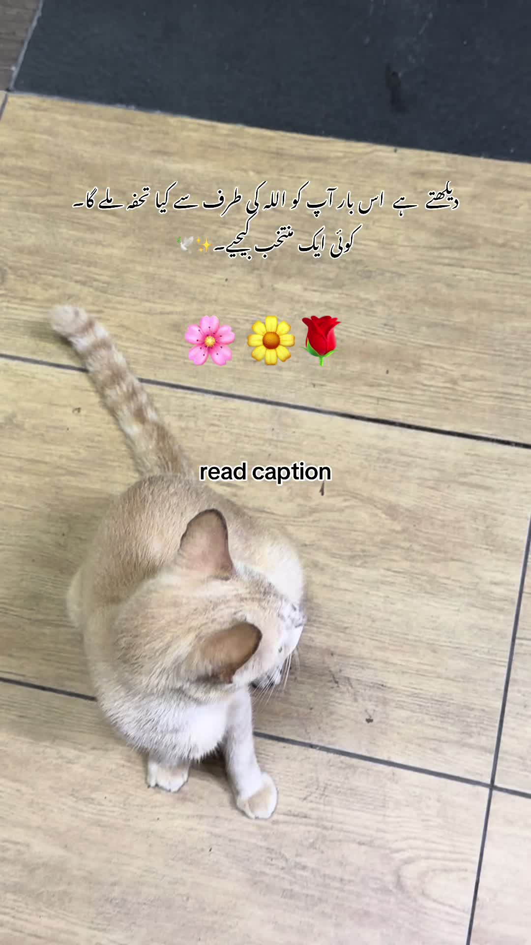 @gulll496