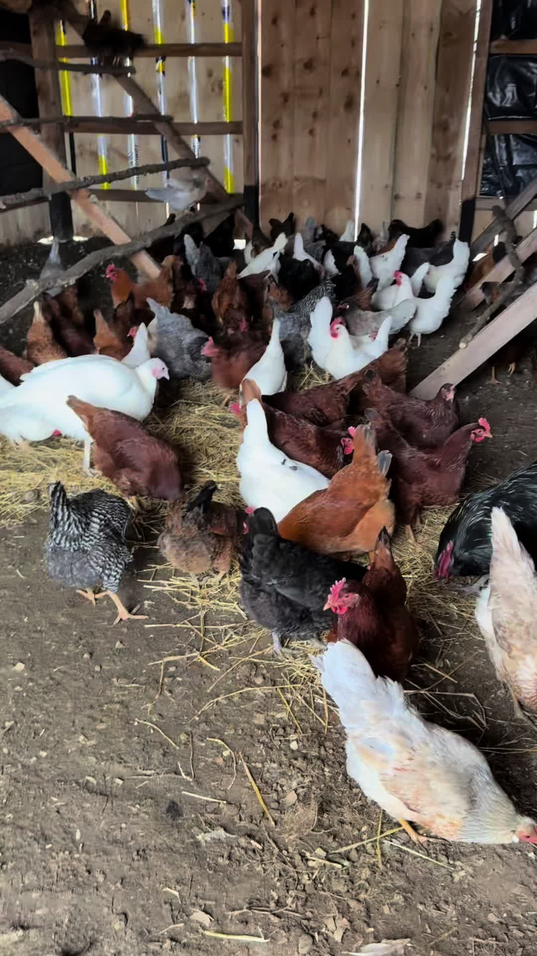 @Miller Farm
