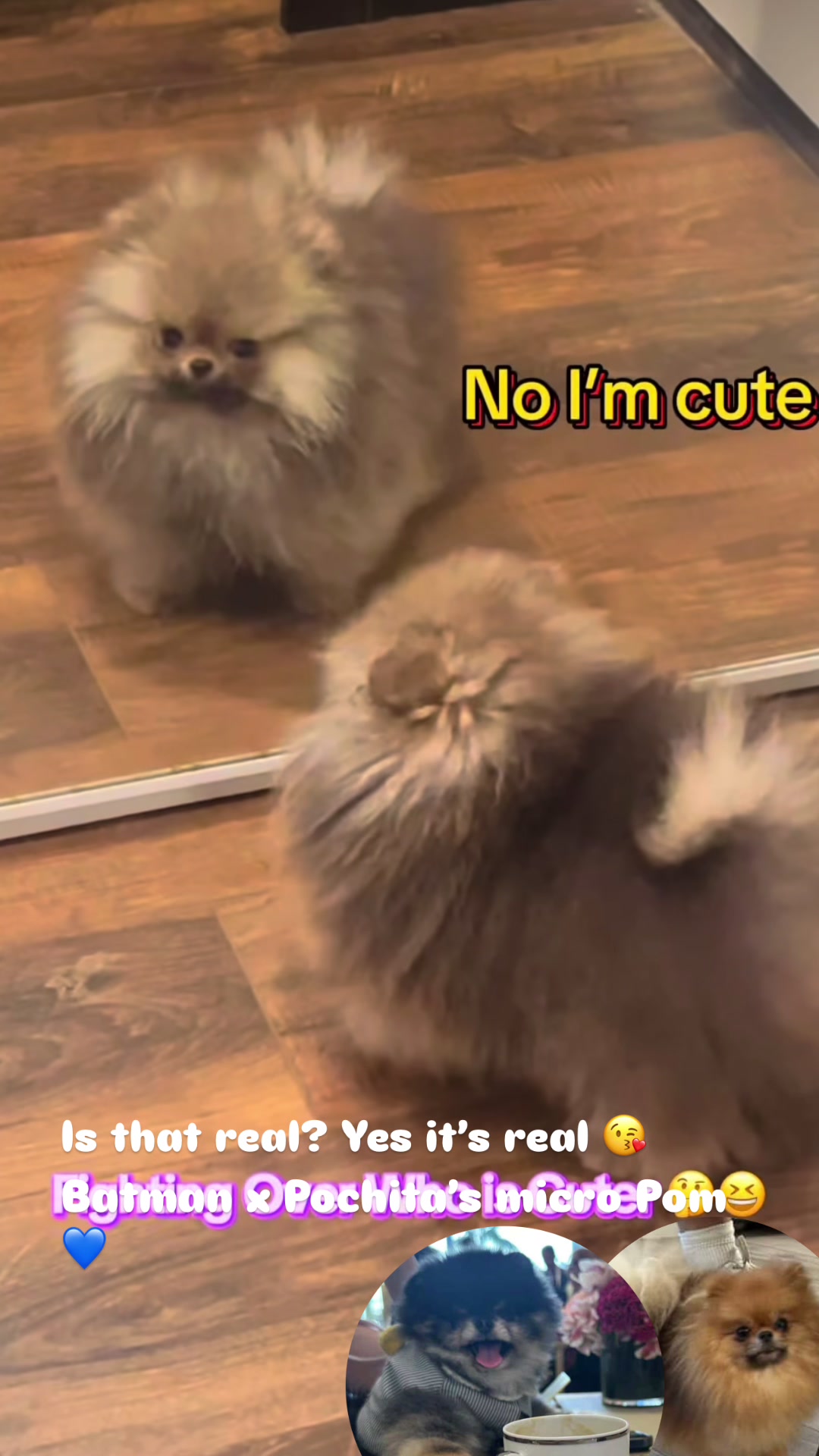 @pupsrepublicusa