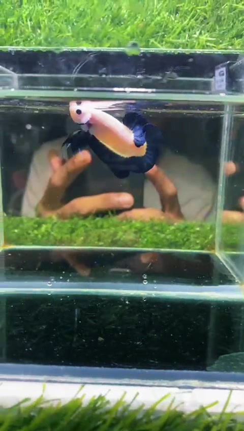 @PetBETTA
