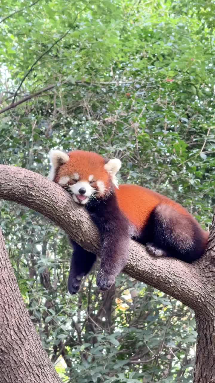 @Krezhi Panda 90