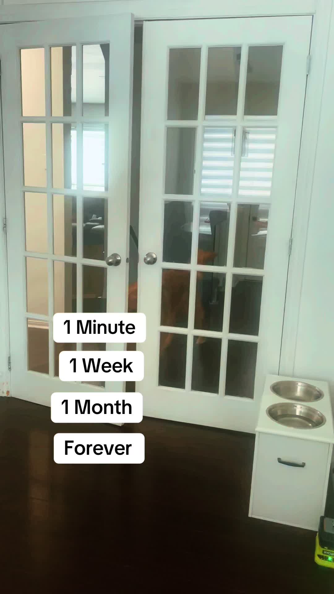 @Cooper the Golden Retriever 🦮