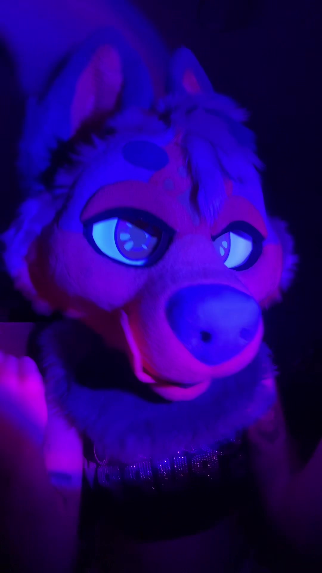 @chicagohuskygirl