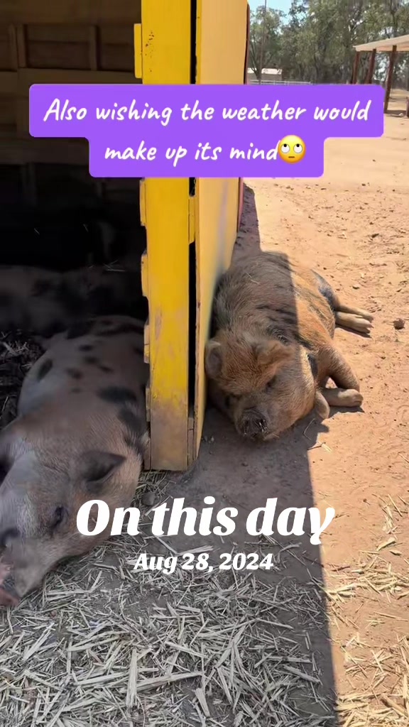 @Pig Luv Co