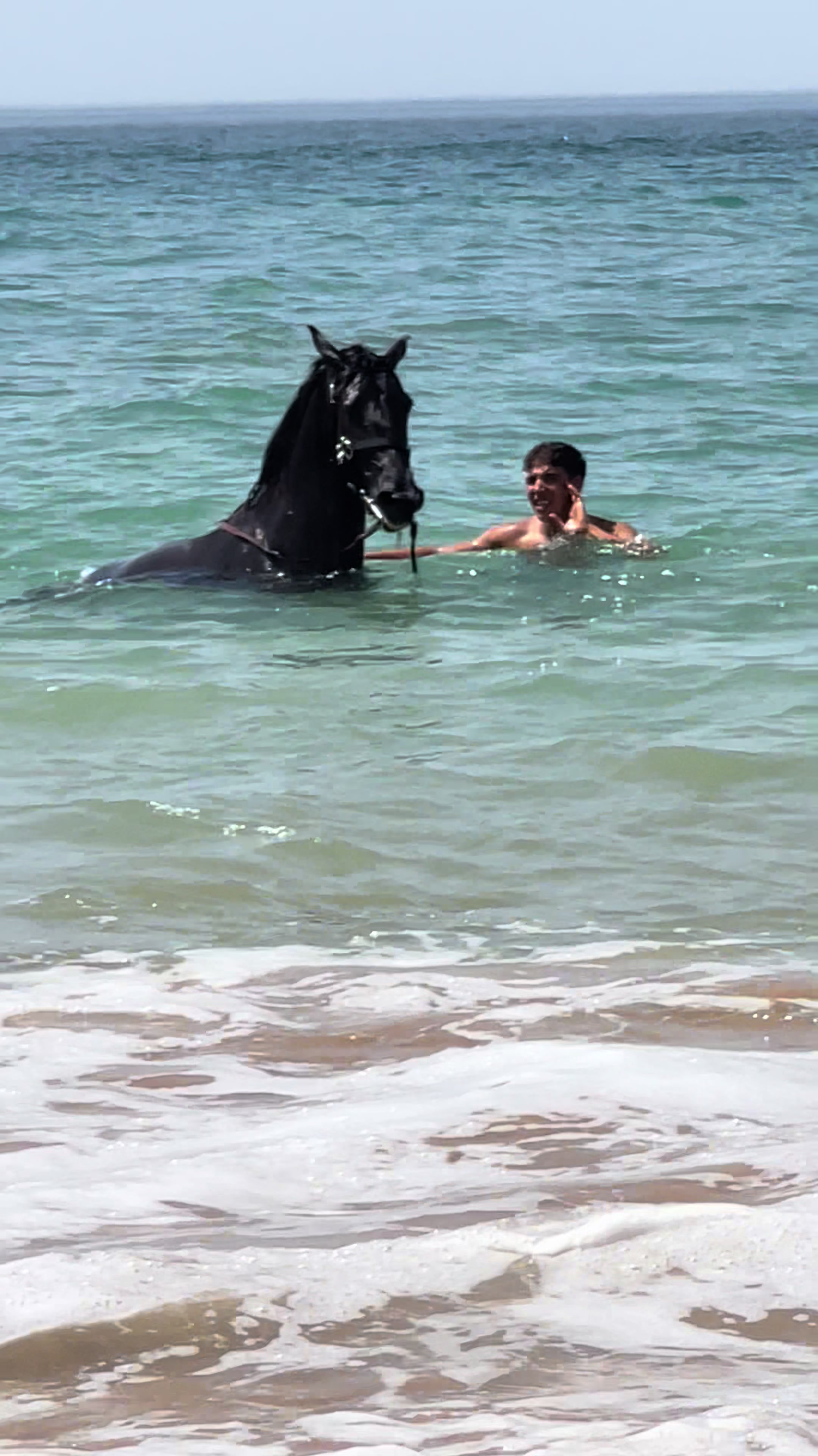 @Cheval_agadir