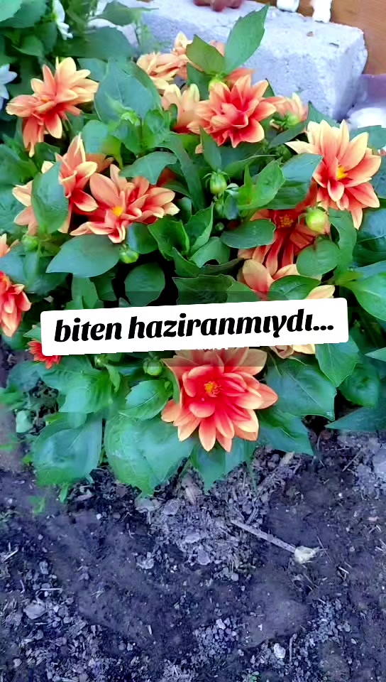 @K&ouml;ksal Zeliha