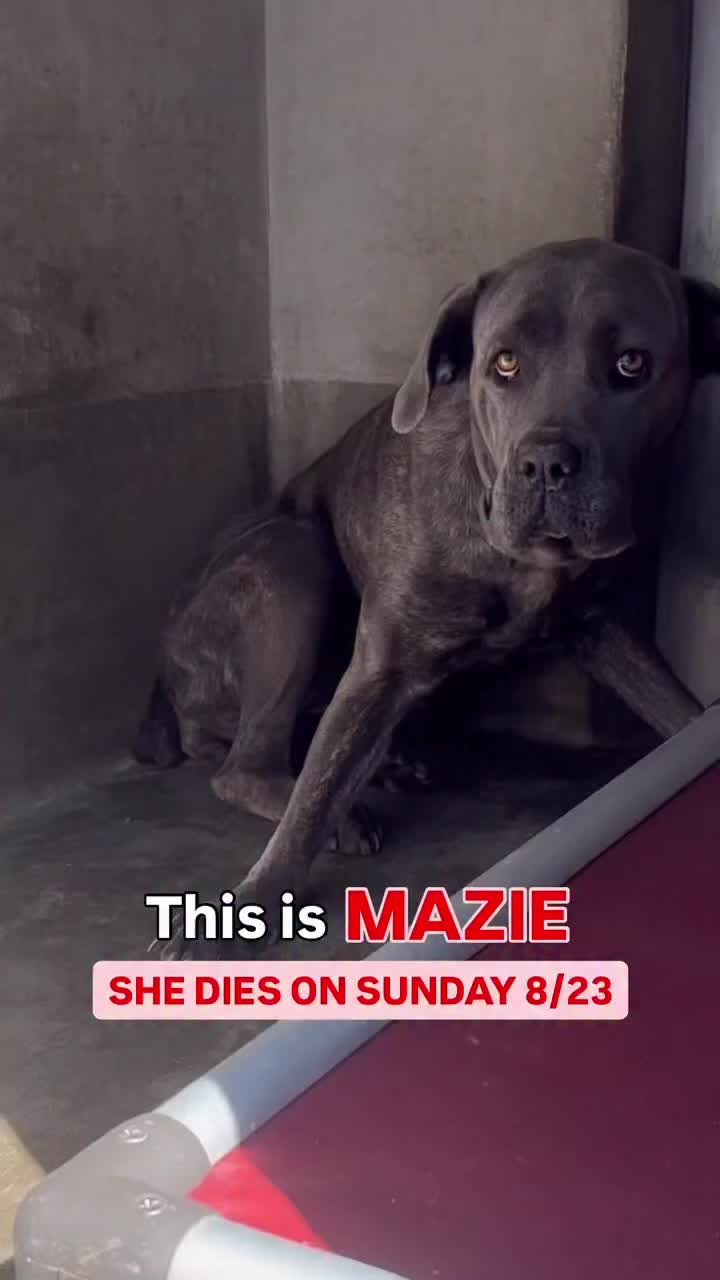 @Cane Corsos