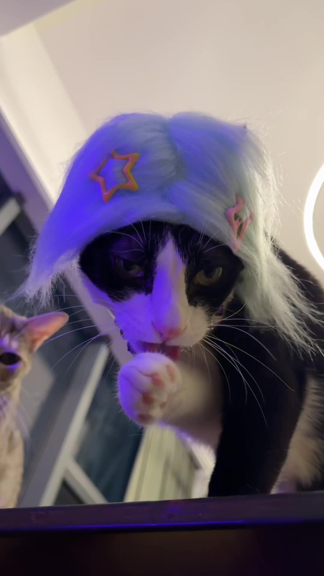 @Licking Cat