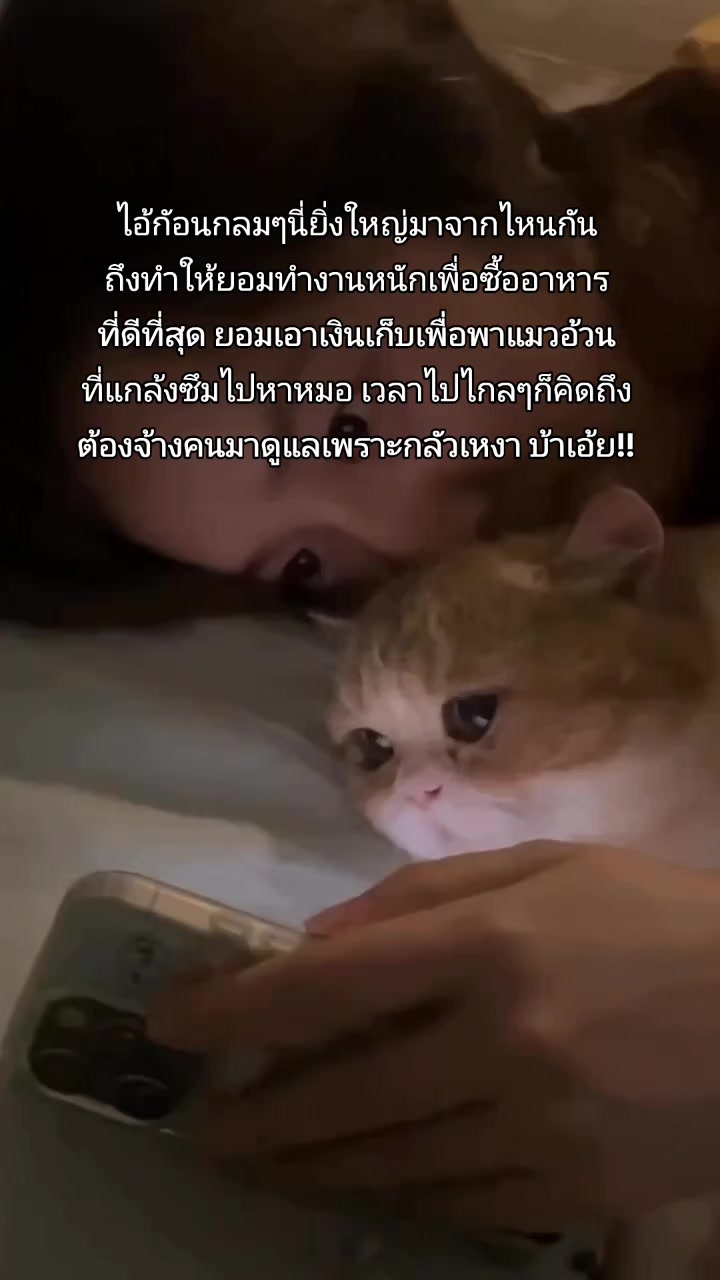 @ใหม่ทาสแมว (ช่องหลัก)