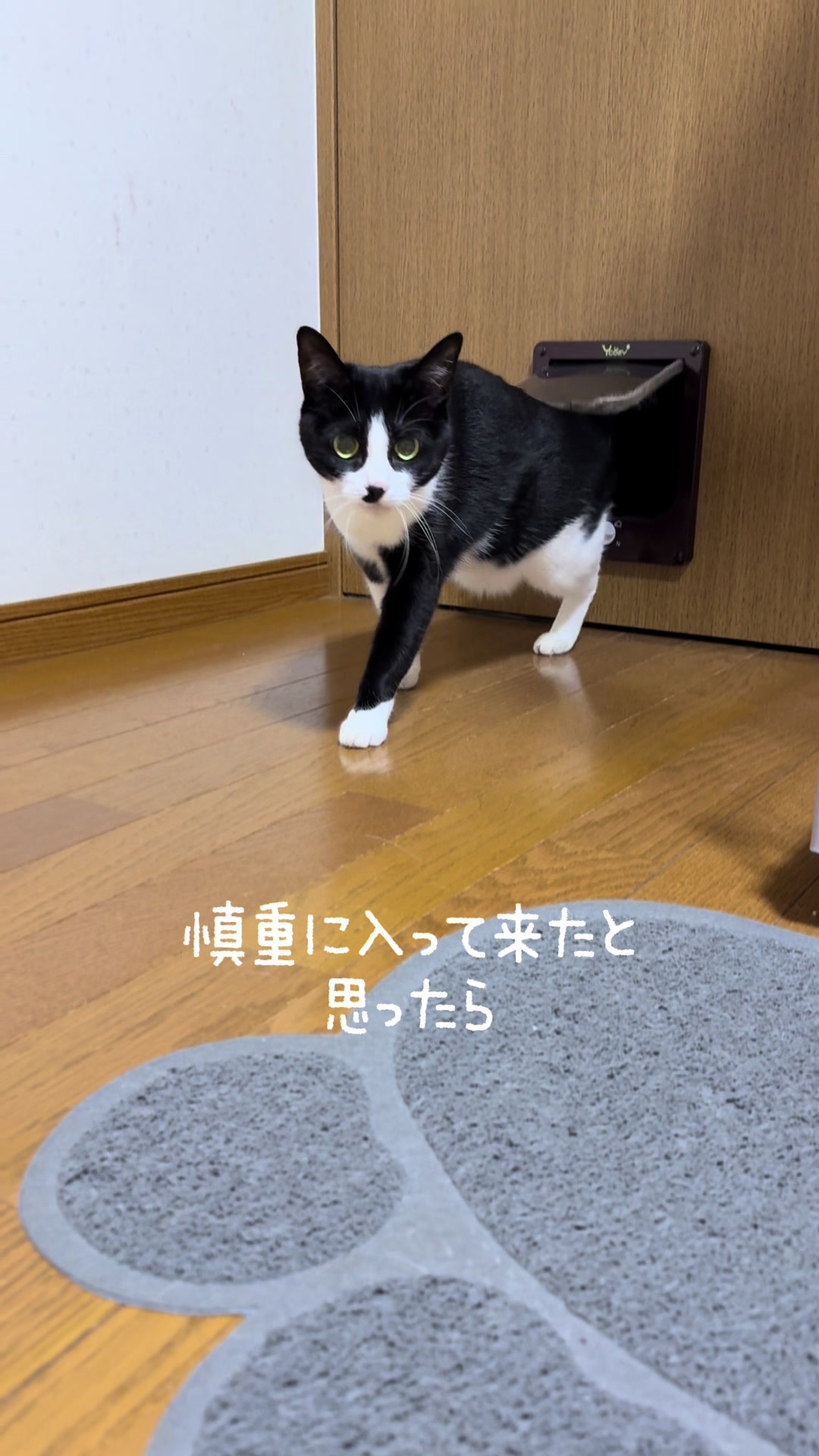 @ネコたまちゃんねる