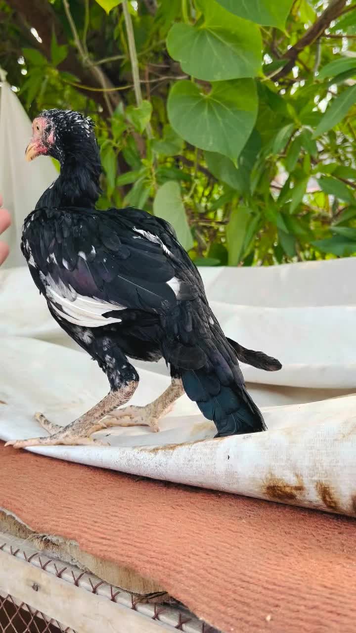 @شوق سرگودھا آ لے دا🔥🦅🐦&zwj;🔥😈