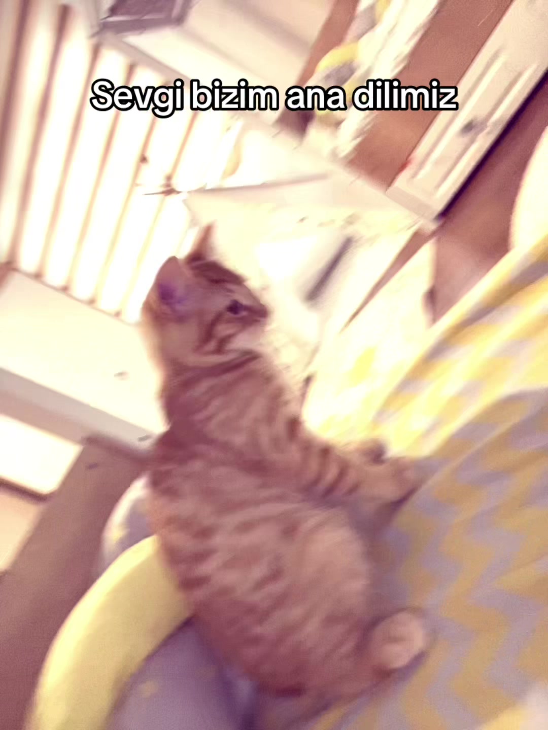 @Dantuniii ✰𝄞 🪼 𝄞✰