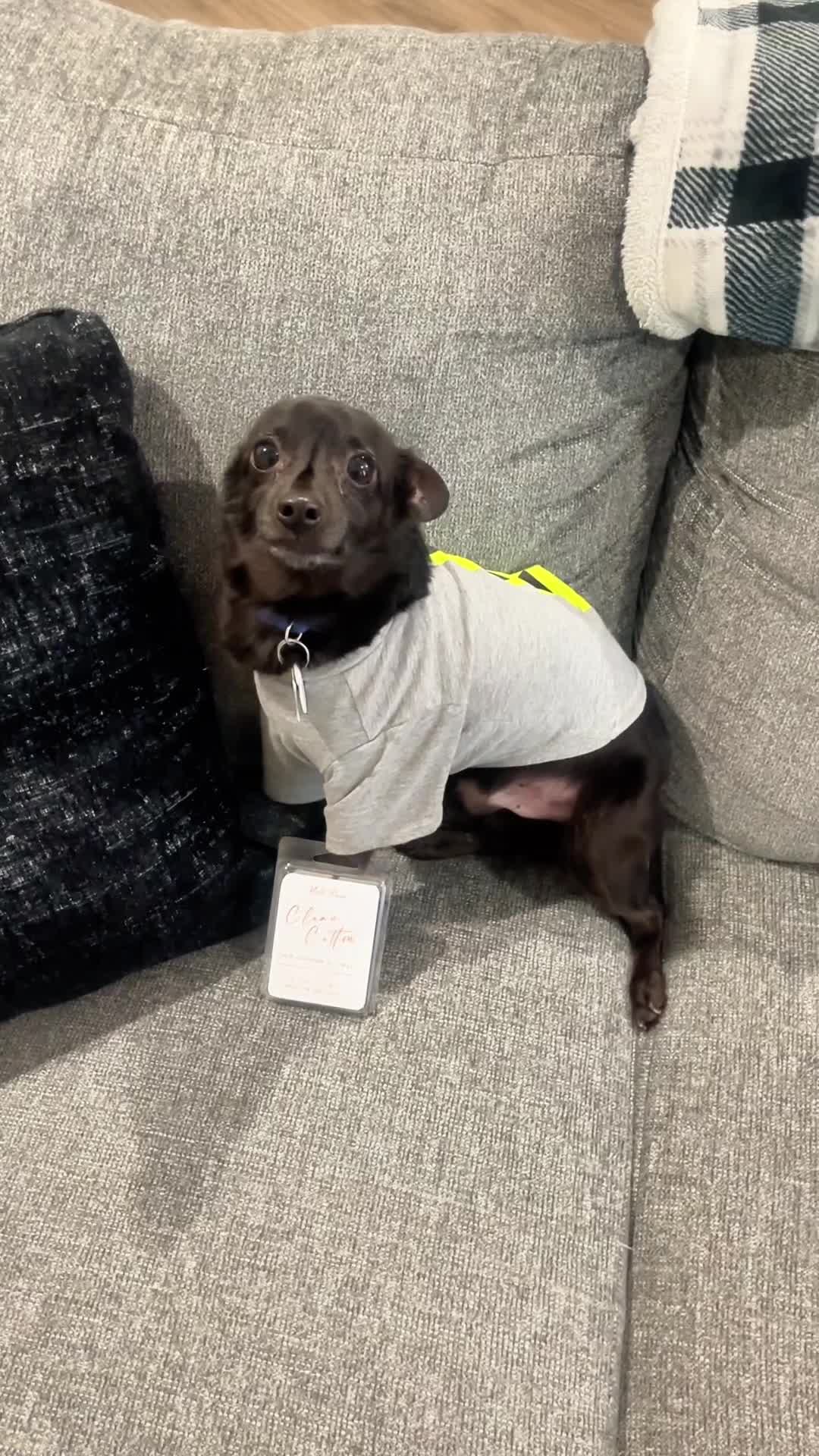 @Blackjack_Chihuahua