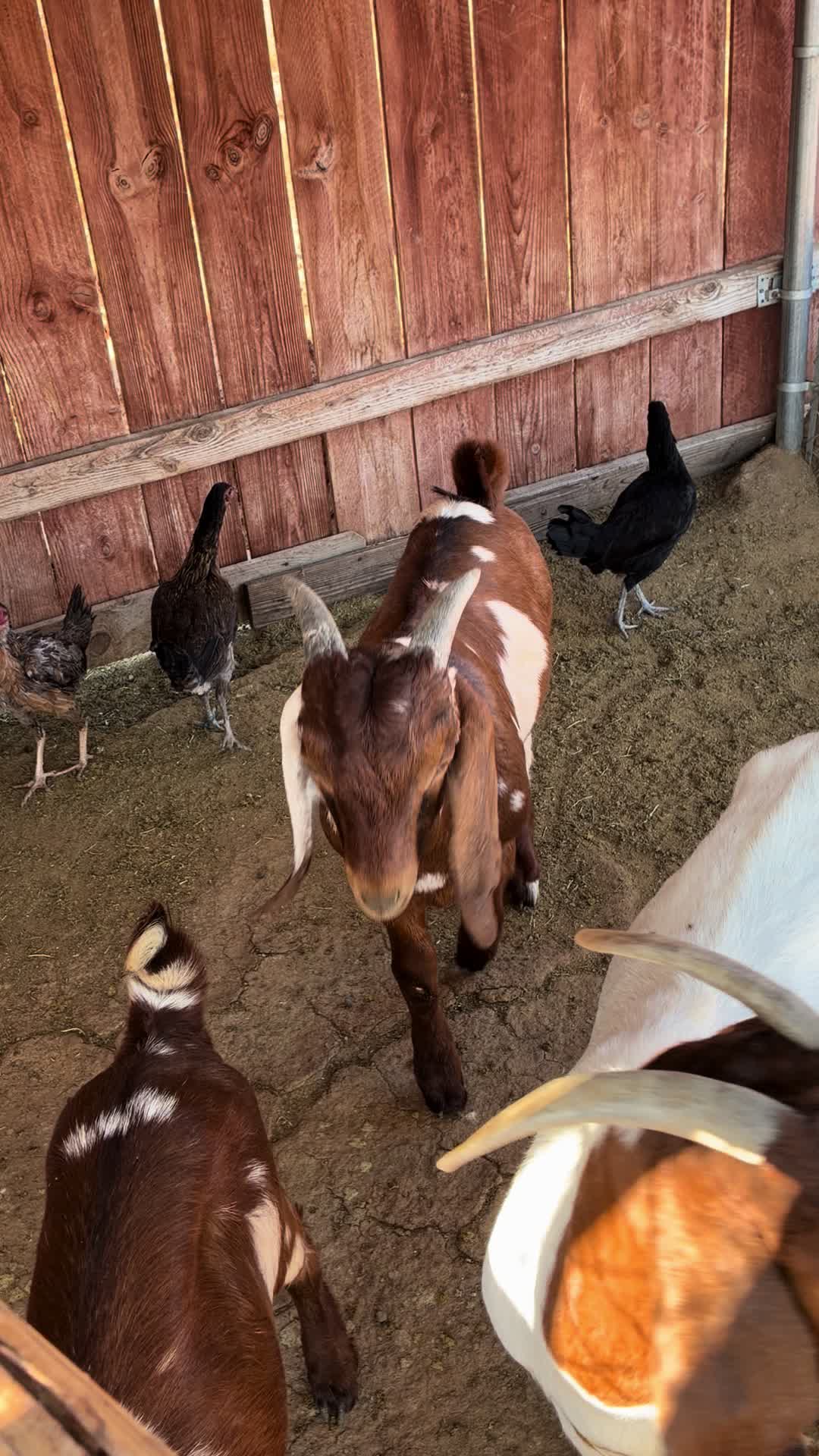 @A.MENDOZA.FARM.USA 74HWY