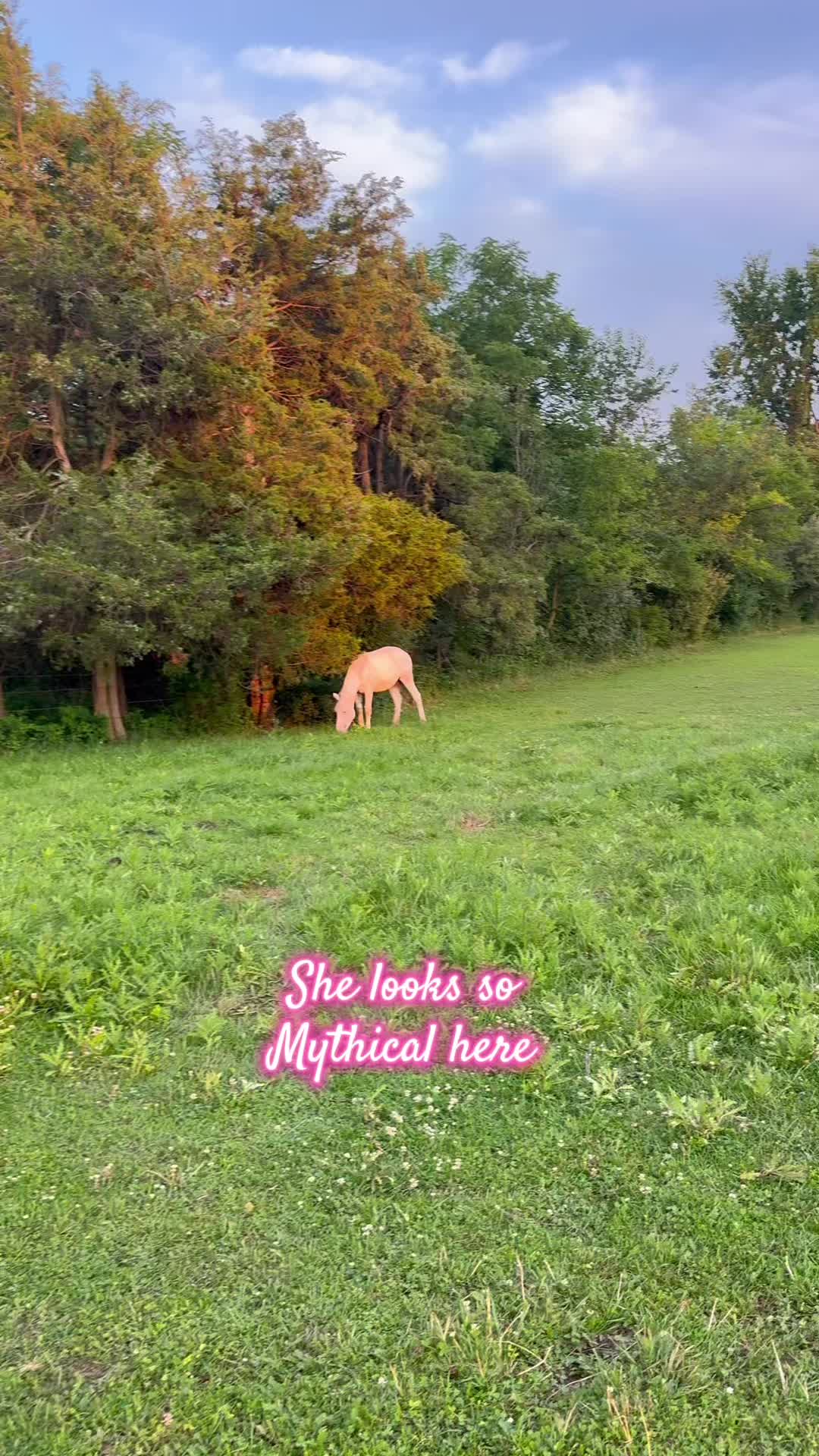 @Free Spirit Equestrian