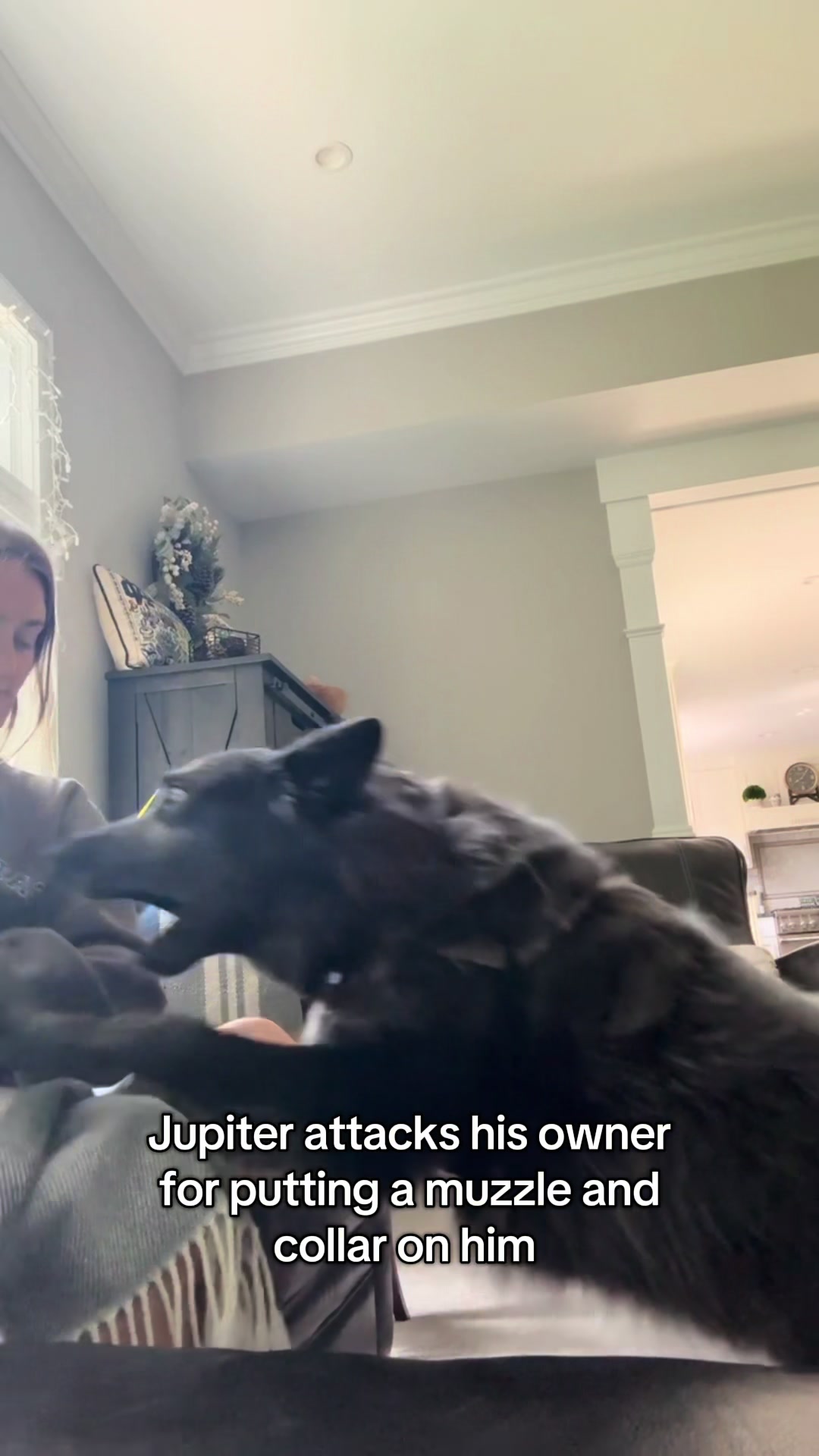 @balancedcanineacademy