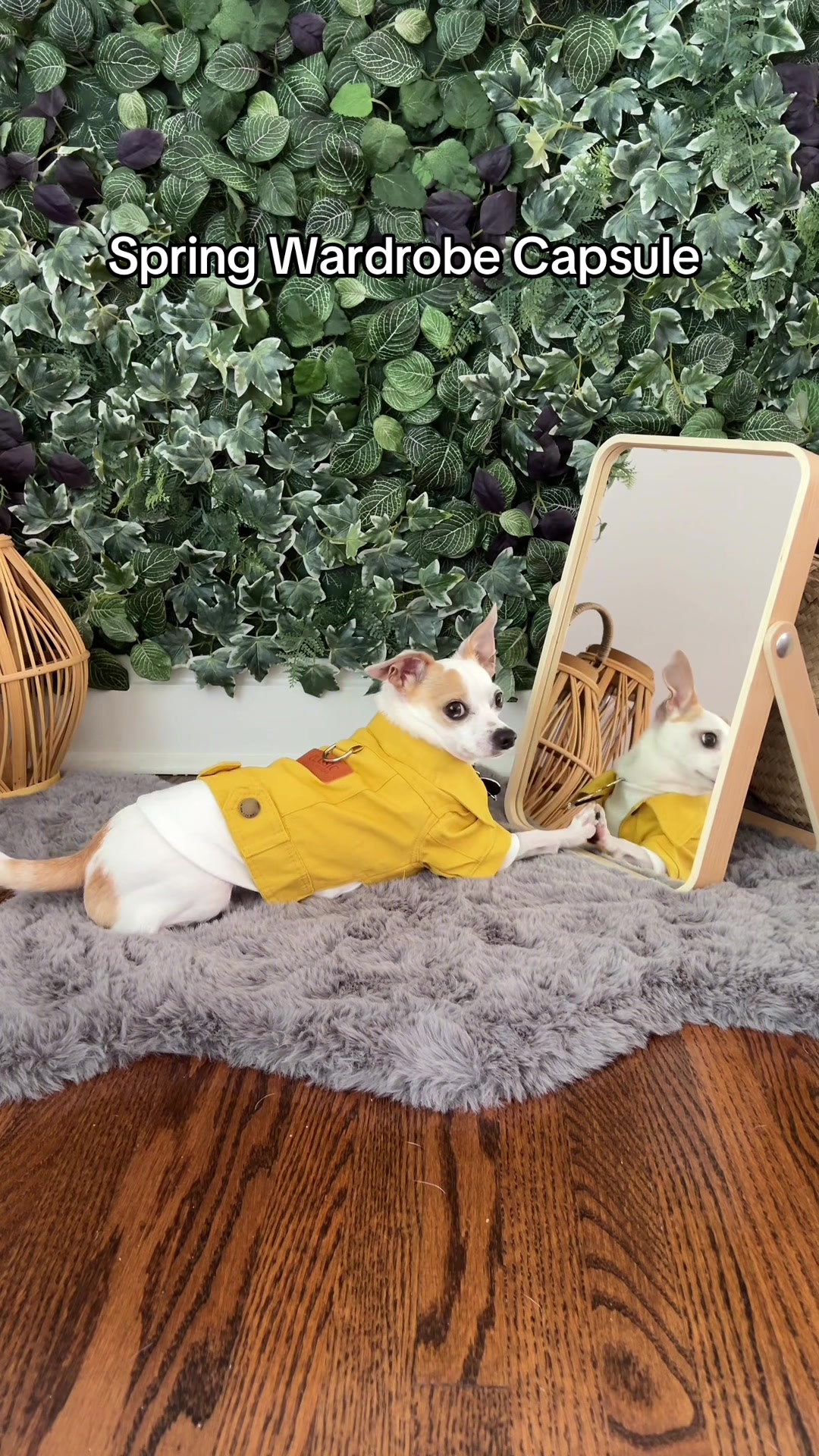 @Bao the Chihuahua