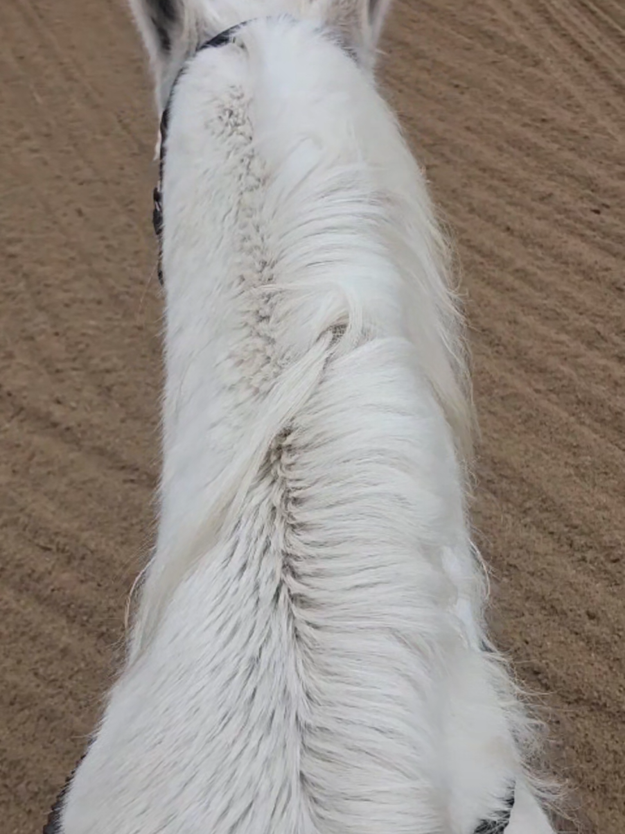 @untamablecowgirl🛢🐎&hearts;️