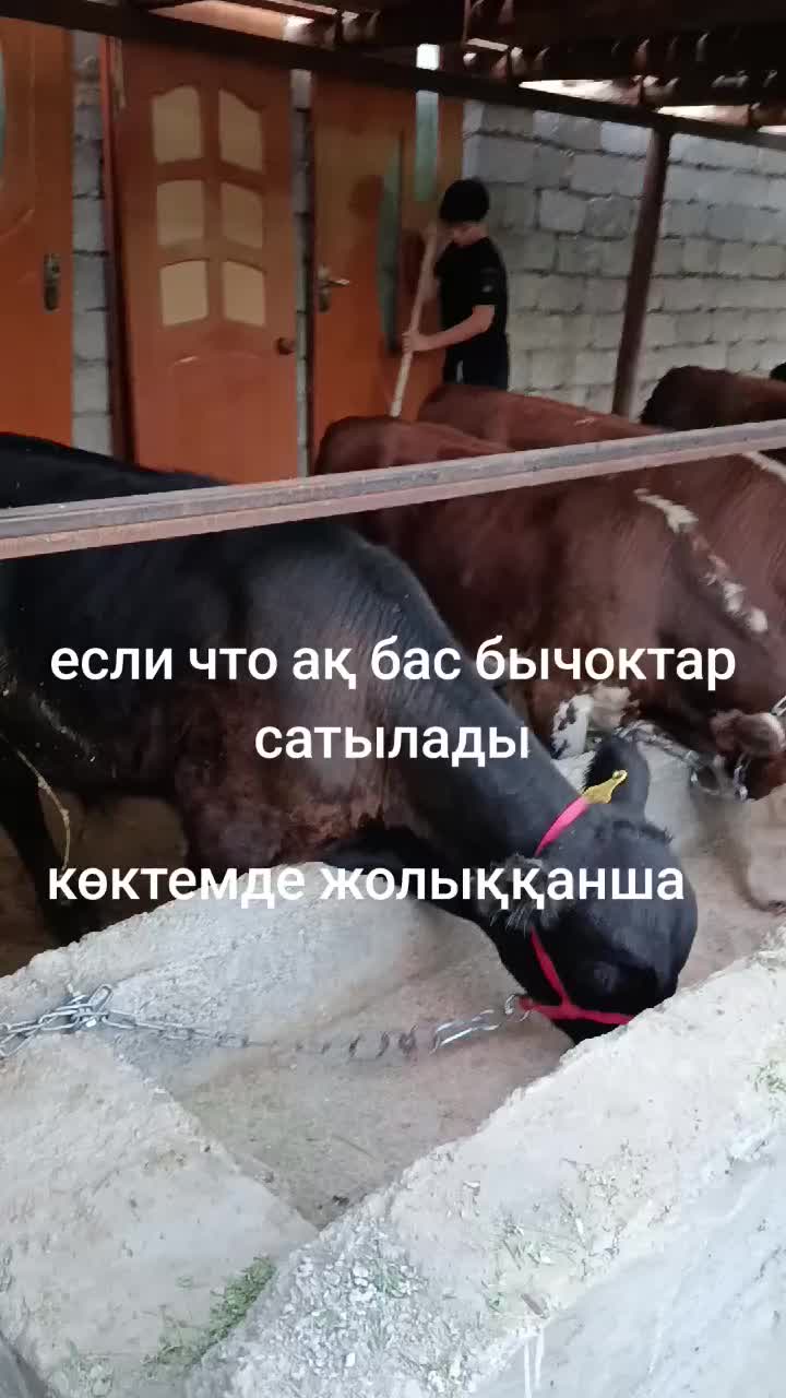 @қожеке