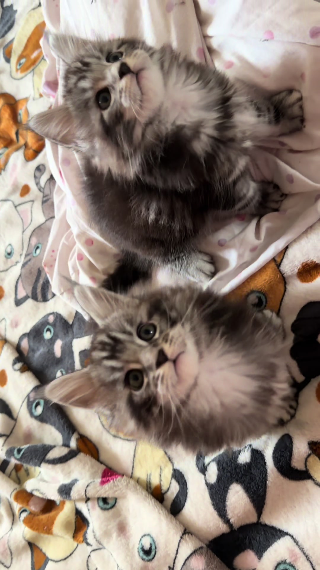 @PARAKENTOS*UA Maine coon