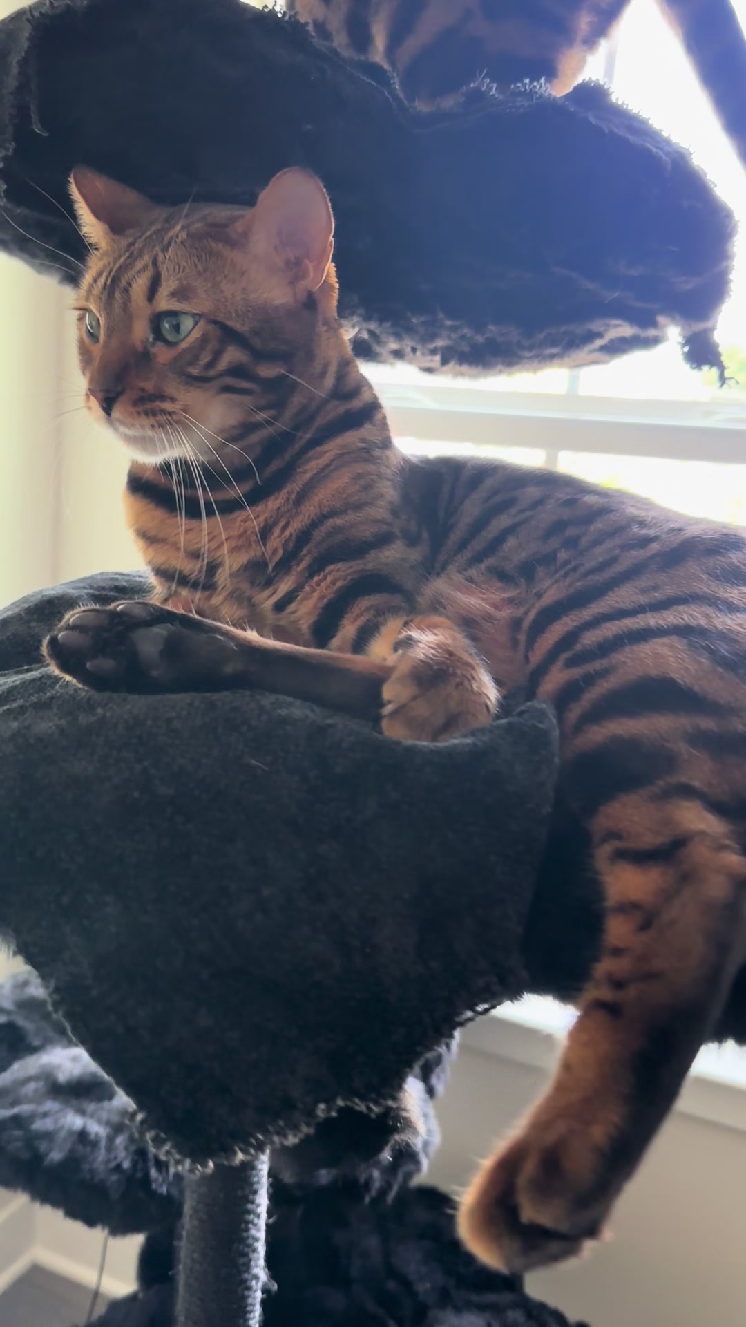 @Tiny Leopard Cats