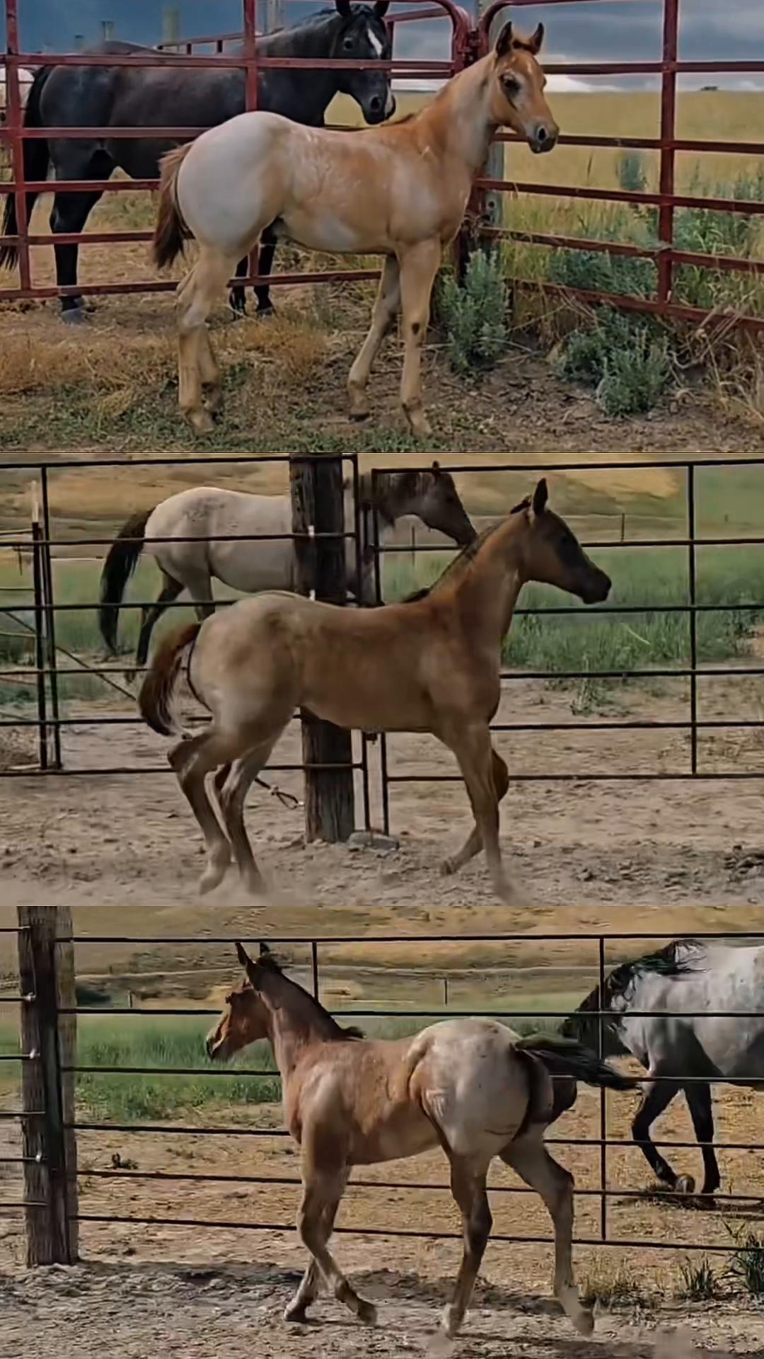 @HorseAuctionsUSA