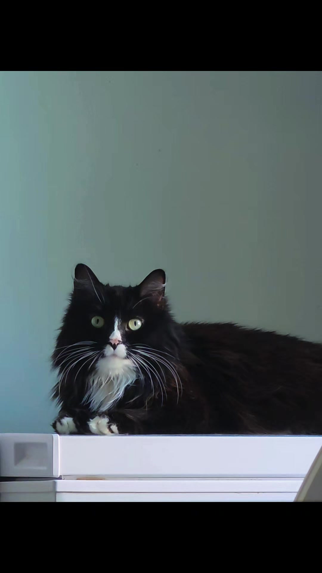 @AtticaTheTuxedoCat