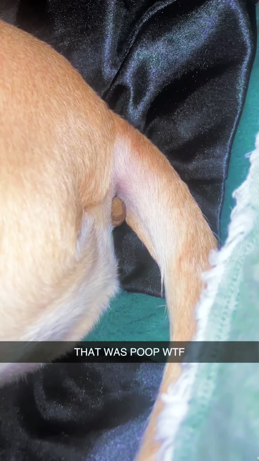 @pet_fnnytimes666