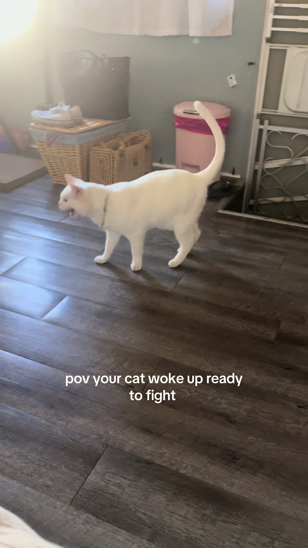@chicken the white cat
