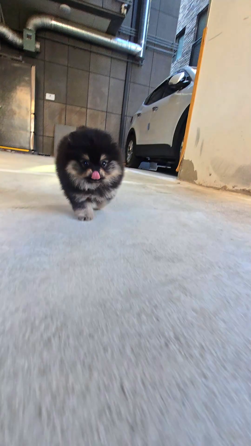 @Dogcastle_TH