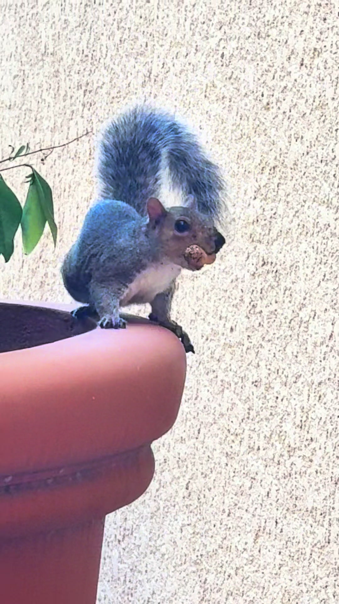 @DailyDoseOfSquirrels
