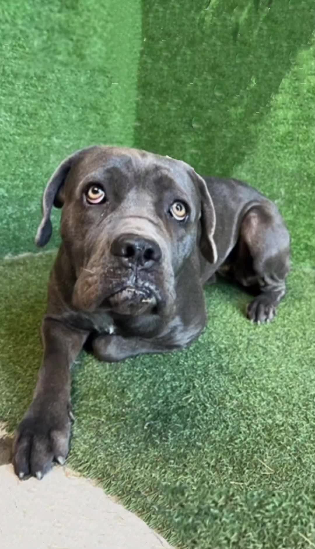 @Cane Corsos
