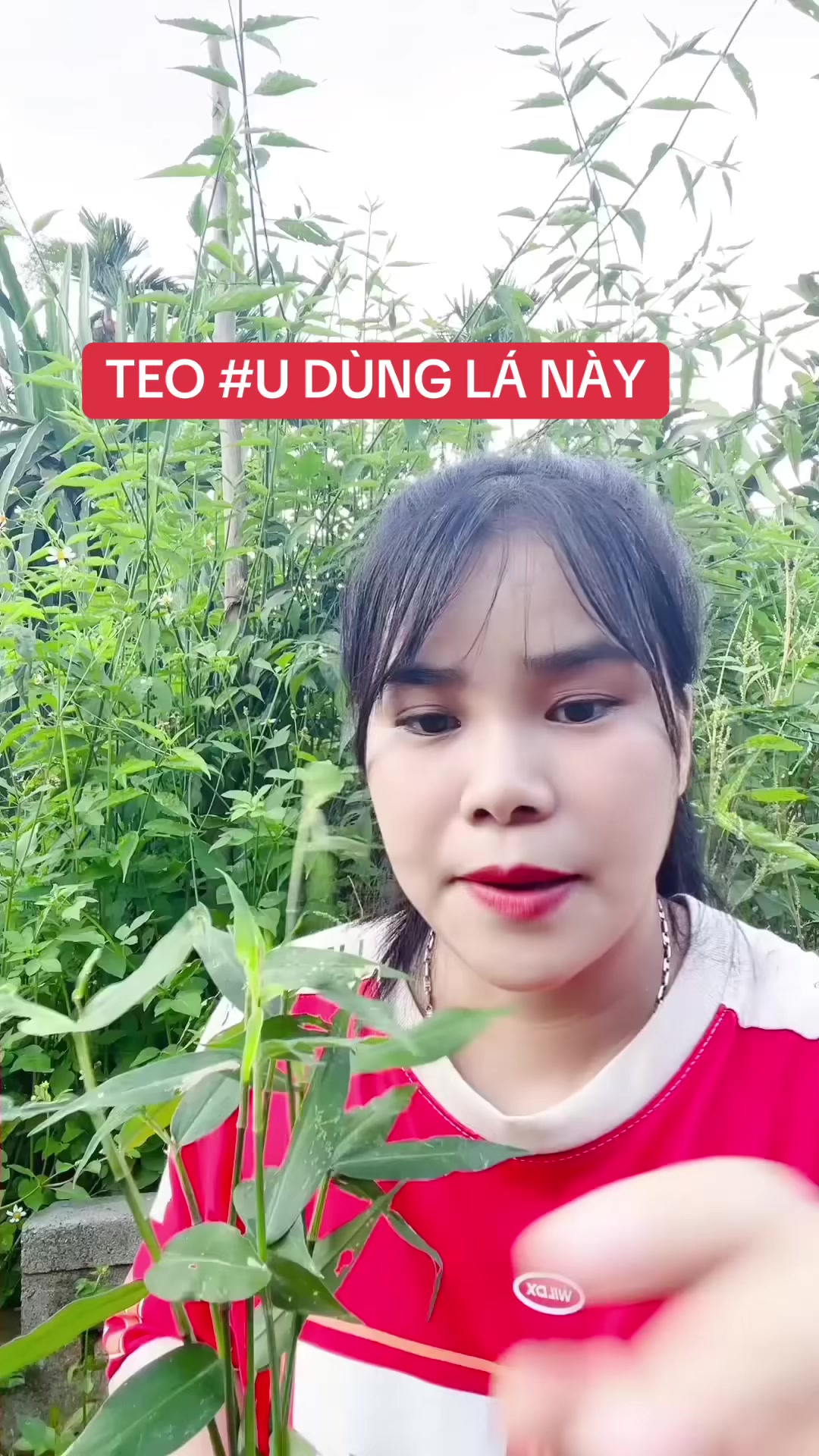 @Ngọc Chinh Miền N&uacute;i