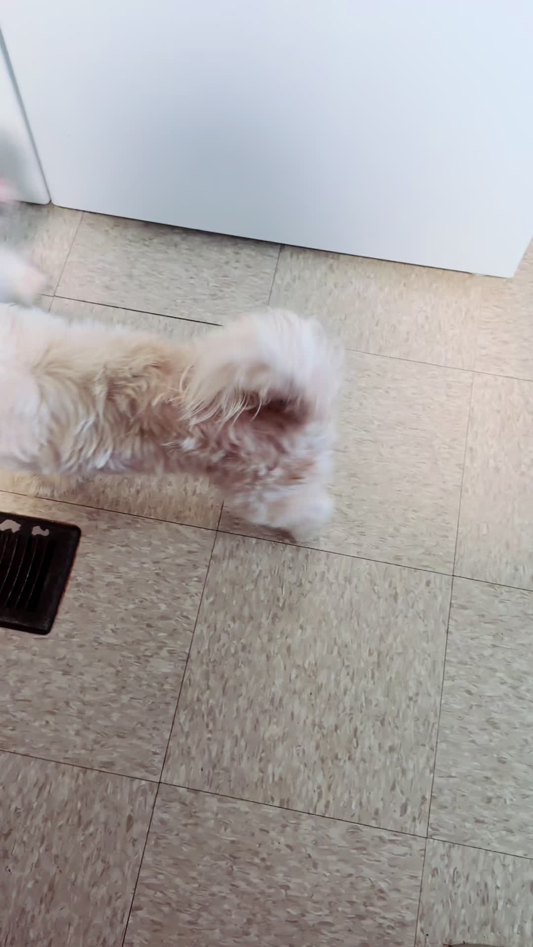 @Crispín_y_mia_shihtzu_puppies.