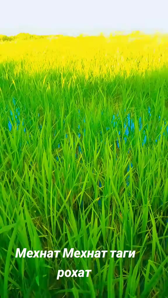 @Бобур
