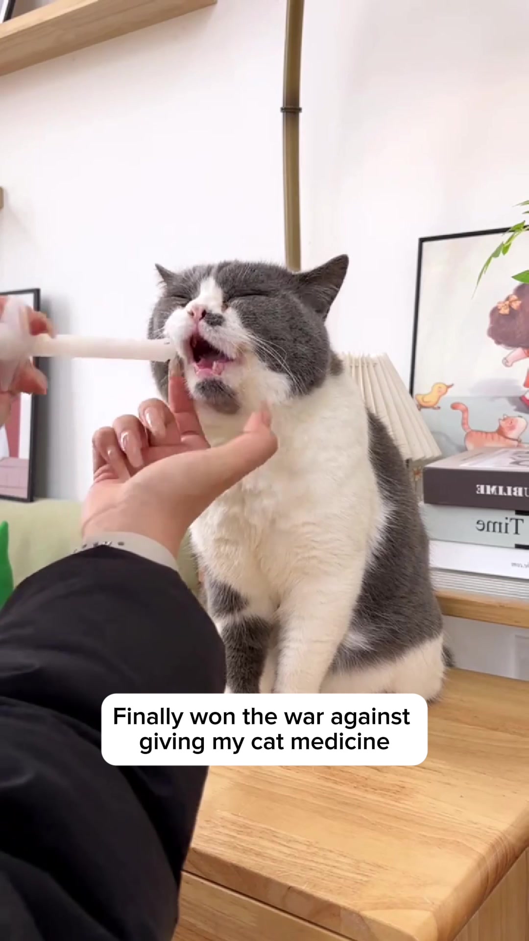 @Purrfect Oasis