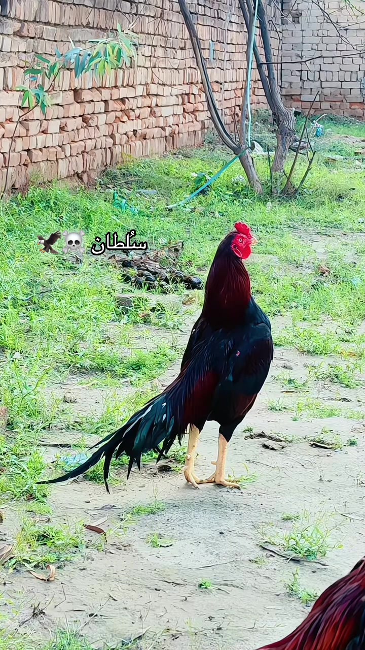 @⚜️ملک صاحب⚜️