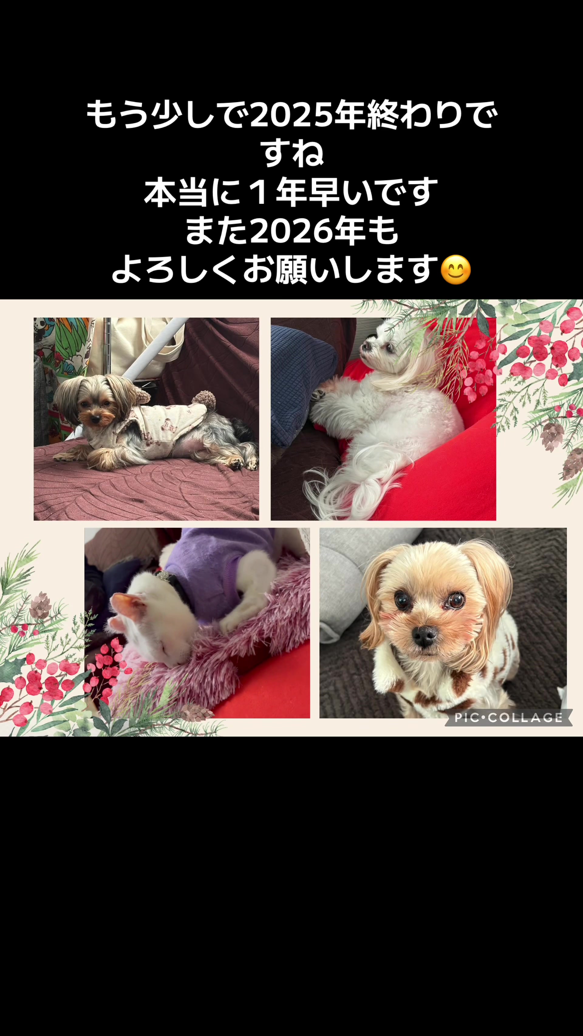 @ビビまるトンチャー